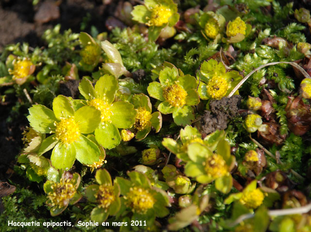 Hacquetia epipactis