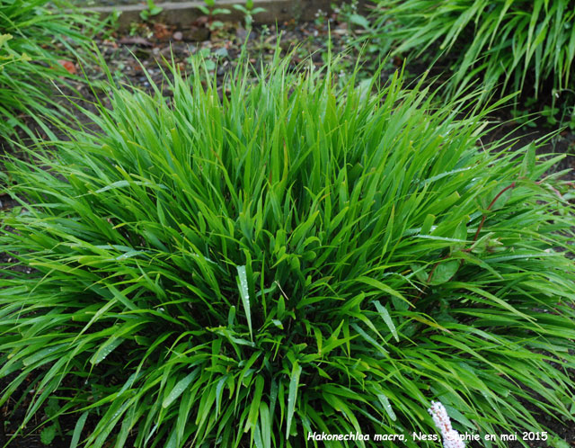 Hakonechloa macra