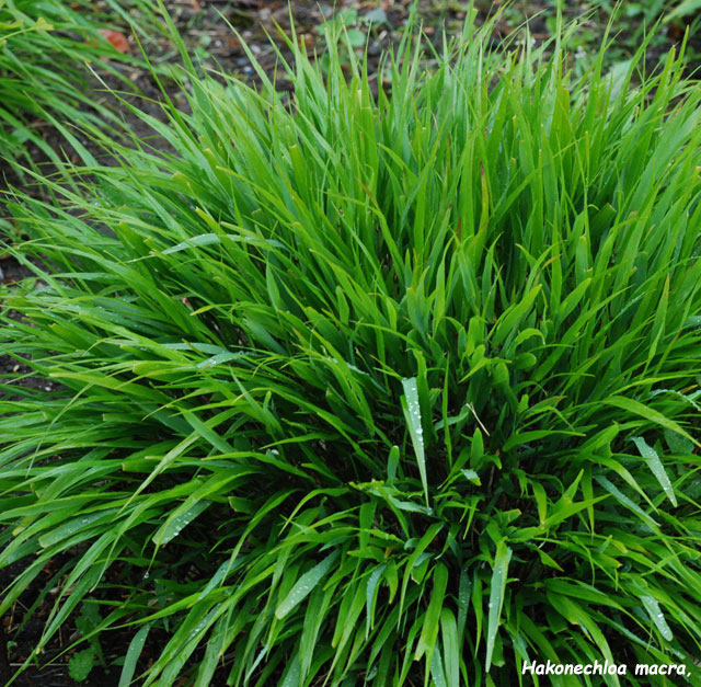 Hakonechloa macra