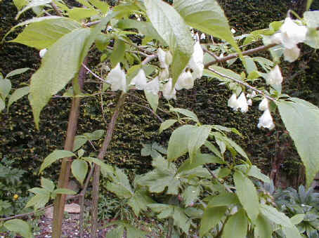 Halesia moticola var. vestita