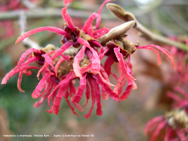 Hamamelis xintermedia 'Antoine Kort'