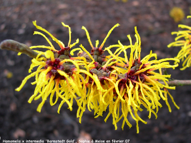 Hamamelis x intermedia 'Primavera'