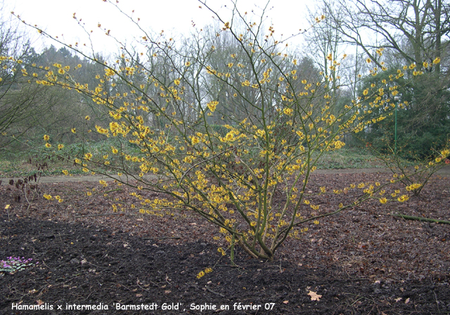 Hamamelis x intermedia 'Barmstedt Gold'