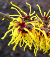 Hamamelis x intermedia 'Barmsetdt Gold'  