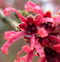 Hamamelis 'Danny'