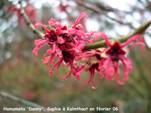 Hamamelis 'Danny'