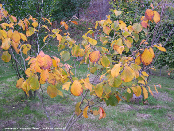 Hamamelis x intermedia 'Diane'