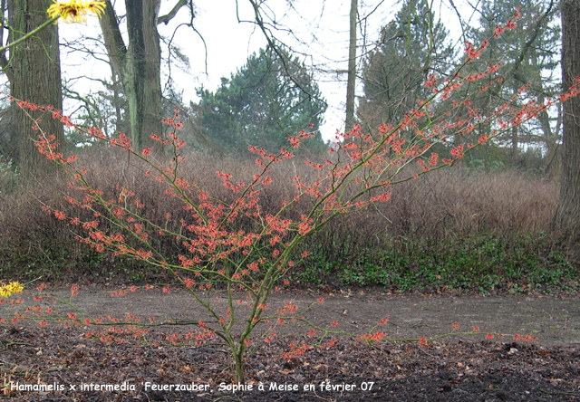 Hamamelis x intermedia 'Feuerzauber'