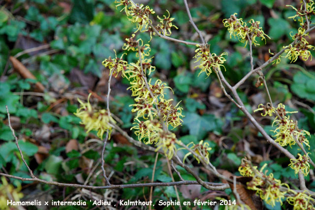 Hamamelis x intermedia 'Adieu'