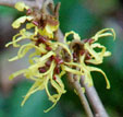 Hamamelis x intermedia 'Adieu'