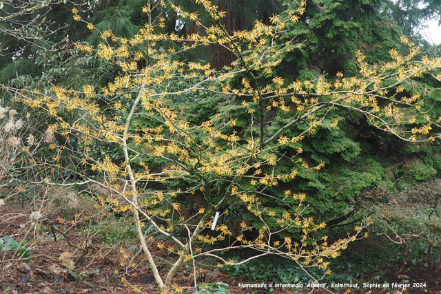 Hamamelis x intermedia 'Advent'