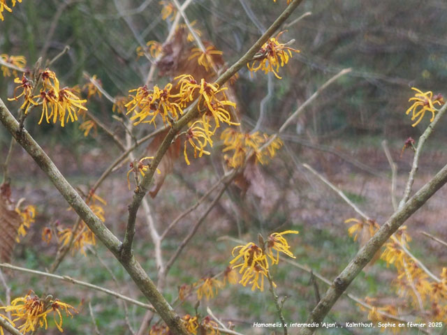 Hamamelis x intermedia 'Ajan'