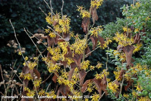 Hamamelis x intermedia 'Amanda'