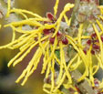 Hamamelis x intermedia 'Amanda'