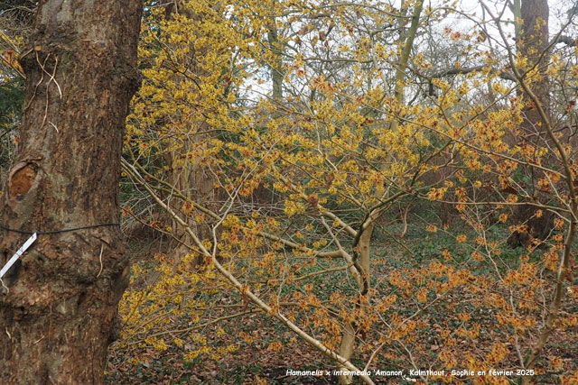 Hamamelis x intermedia 'Amanon