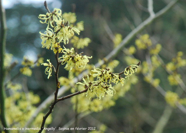 Hamamelis x intermedia 'Angelly'