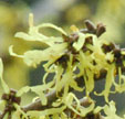 Hamamelis x intermedia 'Angelly'