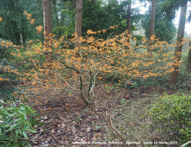 Hamamelis x intermedia 'Aphrodite'