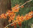 Hamamelis x intermedia 'Aphrodite'