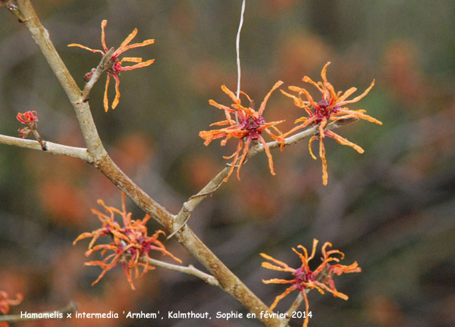 Hamamelis x intermedia 'Arnhem'