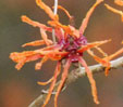 Hamamelis x intermedia 'Arnhem'