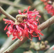 Hamamelis x intermedia 'Carmine Red