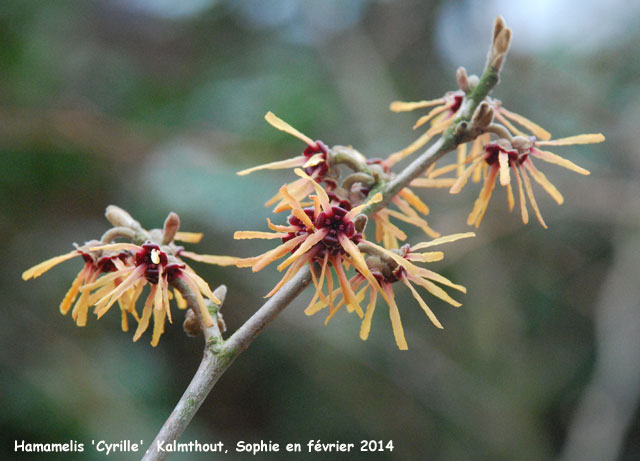 Hamamelis x intermedia 'Cyrille'