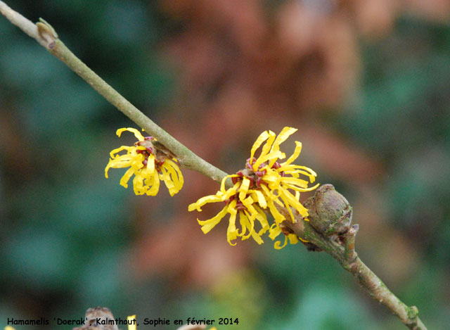 Hamamelis 'Doerak'