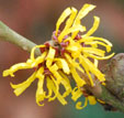 Hamamelis 'Doerak'