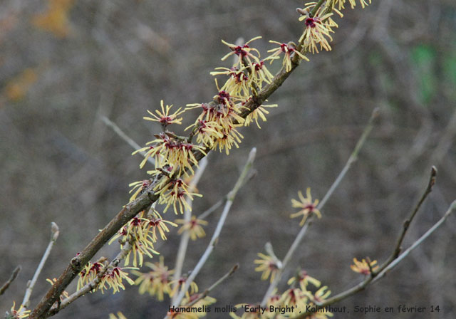 Hamamelis  mollis 'Early Bright'