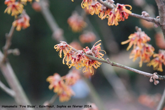 Hamamelis 'Fire Blaze'