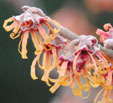 Hamamelis 'Fire Blaze'