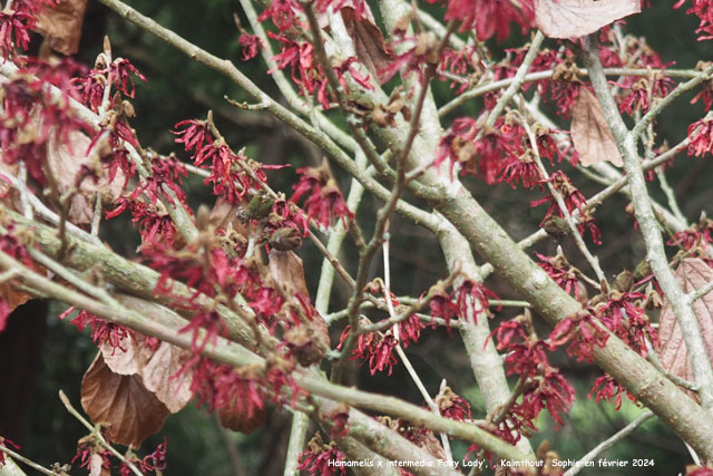 Hamamelis x intermedia 'Foxy Lady'