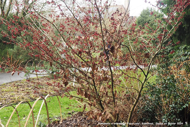 Hamamelis x intermedia 'Foxy Lady