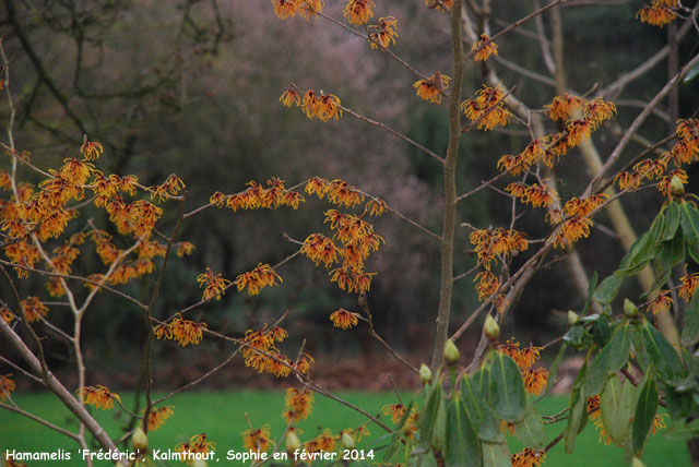 Hamamelis x intermedia 'Frederic'