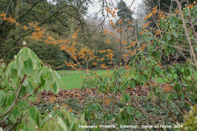 Hamamelis x intermedia 'Frederic'