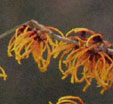 Hamamelis x intermedia 'Frederic'