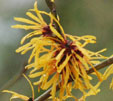 Hamamelis x intermedia 'Harry'