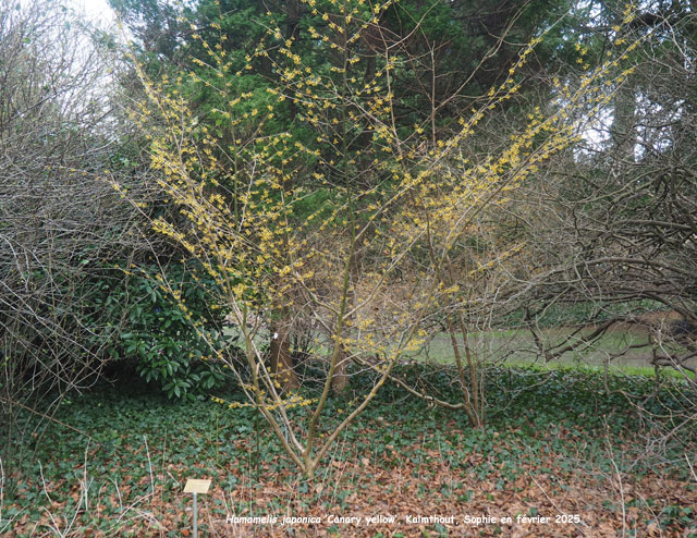 Hamamelis japonica 'Canary Yellow'