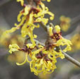 Hamamelis japonica 'Canary Yellow'