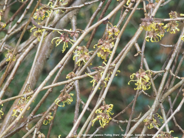 Hamamelis japonica 'Falling Stars'