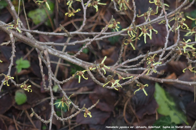 Hamamelis japonica var. obtusata