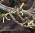 Hamamelis japonica var. obtusata