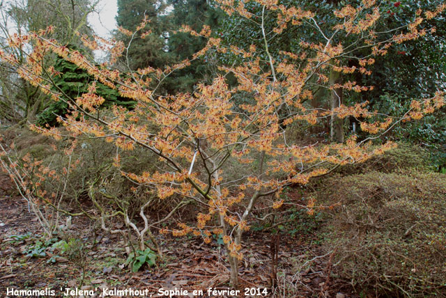 Hamamelis x intermedia 'Jelena'