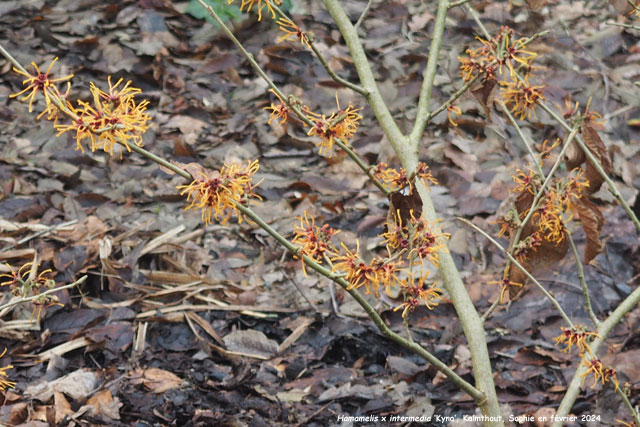 Hamamelis x intermedia 'Kyna'