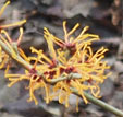 Hamamelis x intermedia 'Kyna'