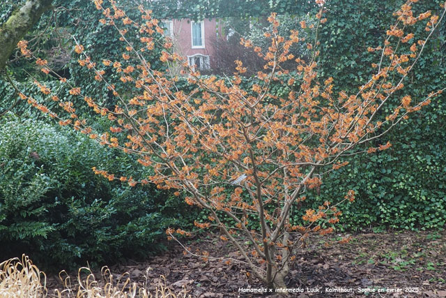 Hamamelis x intermedia 'Luuk'