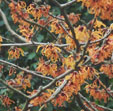 Hamamelis x intermedia 'Luuk'