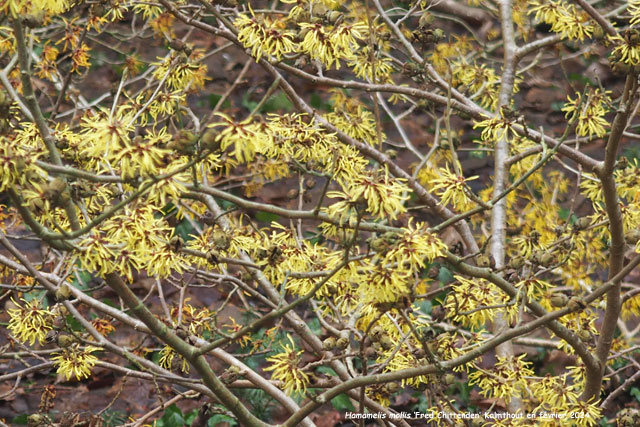 Hamamelis mollis 'Fred Chittenden'
