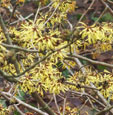 Hamamelis mollis 'Fred Chittenden'